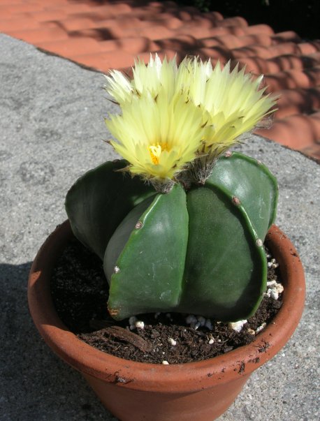 Astrophytum myriostigma v. nudum 