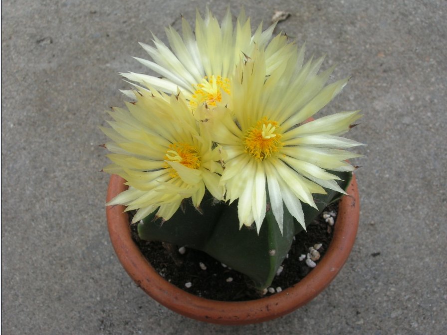 Astrophytum myriostigma v. nudum 