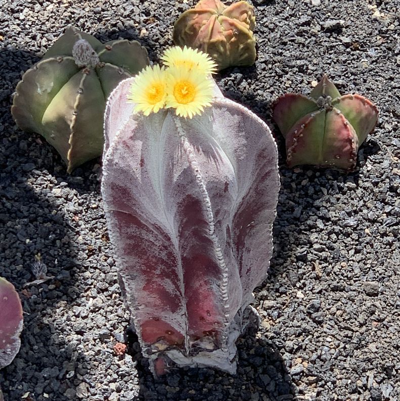 Astrophytum myriostigma 