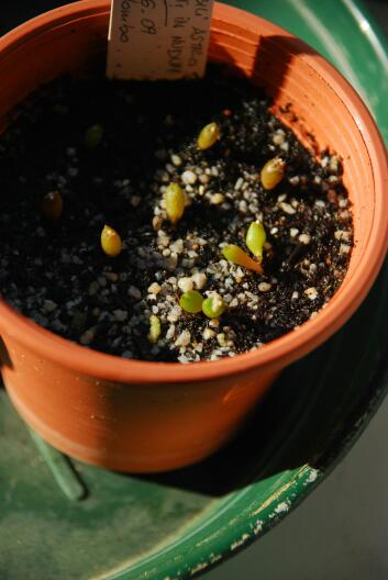 Astrophytum nudum 