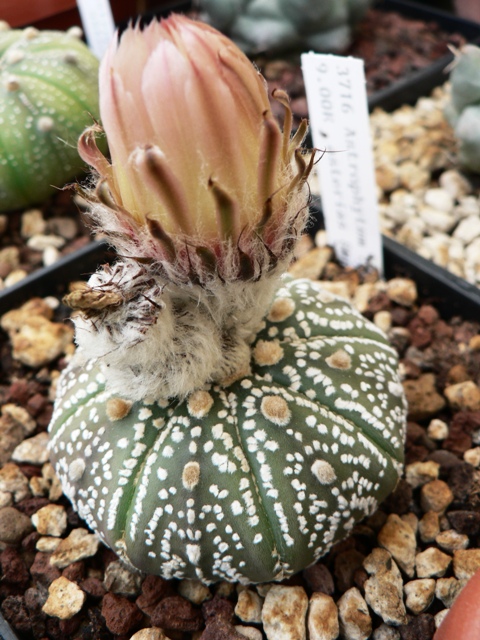 Astrophytum asterias cv. super kabuto 