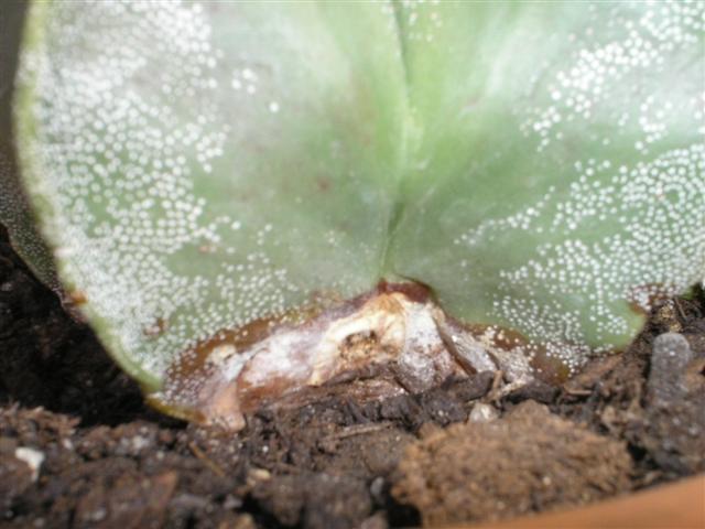 Astrophytum myriostigma 