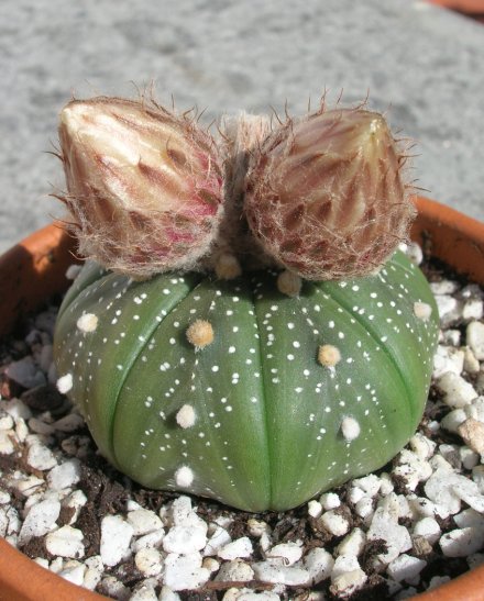 Astrophytum asterias 