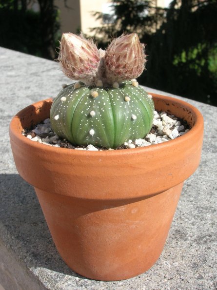 Astrophytum asterias 