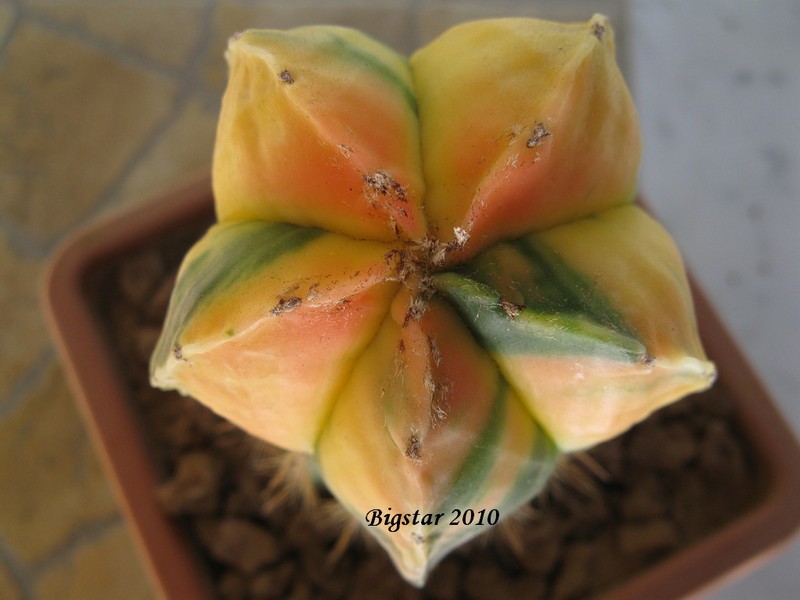 Astrophytum myriostigma cv. kikko 