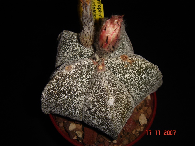 Astrophytum myriostigma 