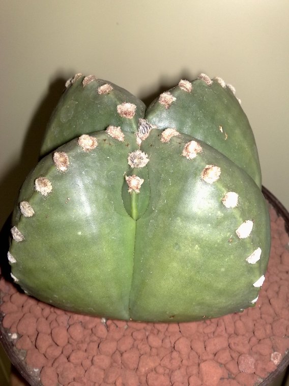 Astrophytum myriostigma v. nudum 