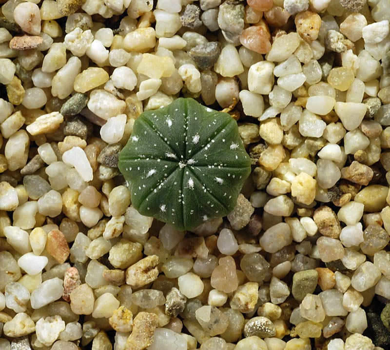 Astrophytum asterias 