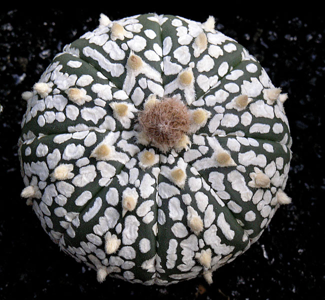 Astrophytum asterias cv. Super Kabuto 