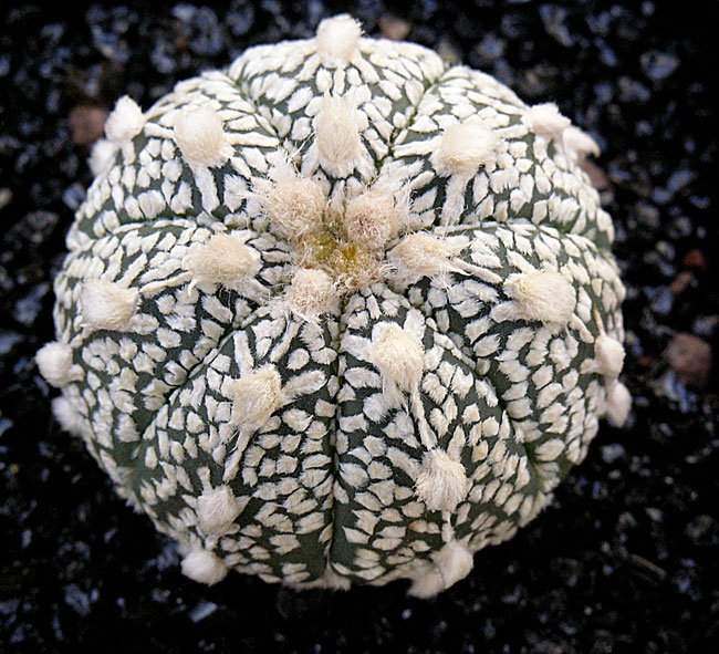 Astrophytum asterias cv. super kabuto 
