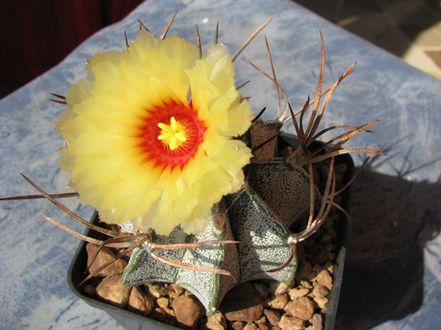 Astrophytum capricorne v. niveum 