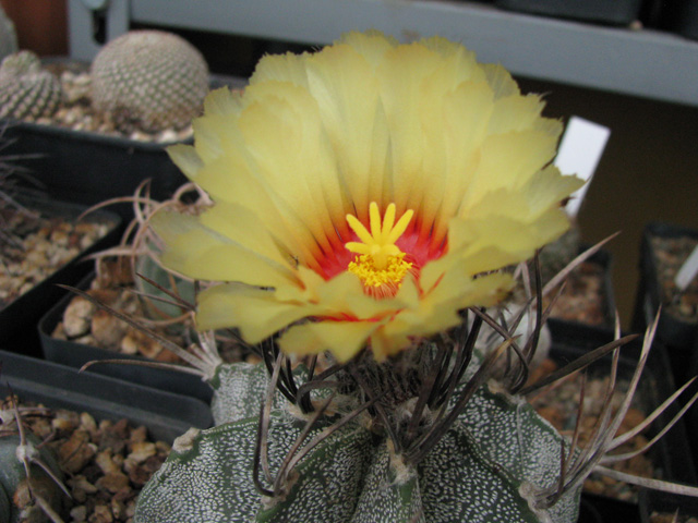 Astrophytum capricorne v. niveum 