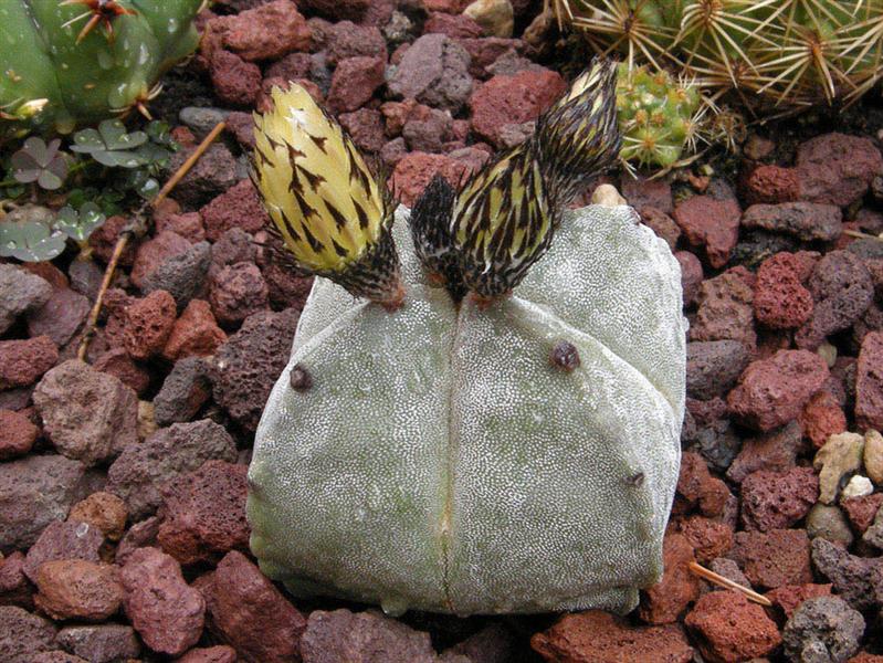 Astrophytum myriostigma f. quadricostatum 