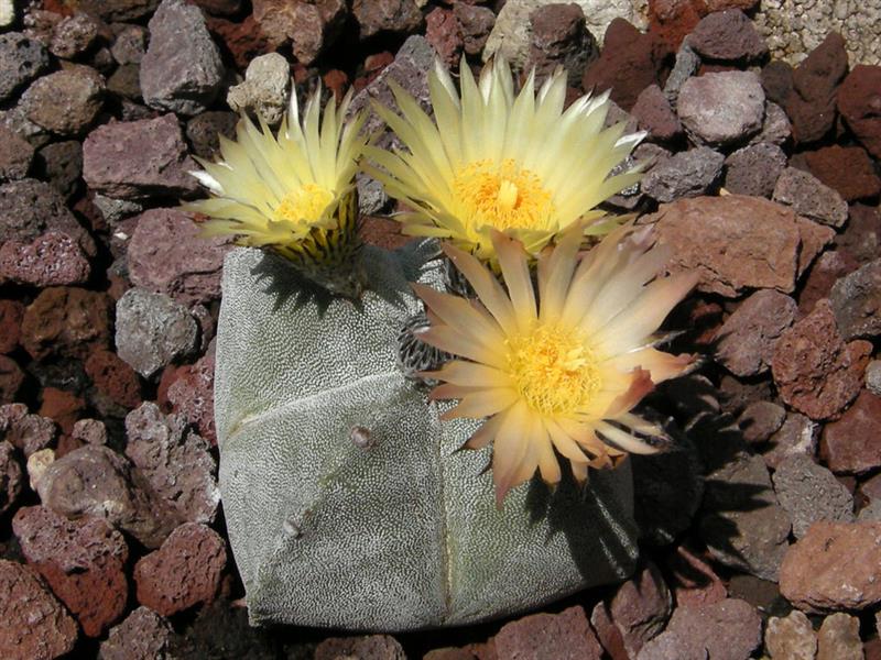 Astrophytum myriostigma f. quadricostatum 