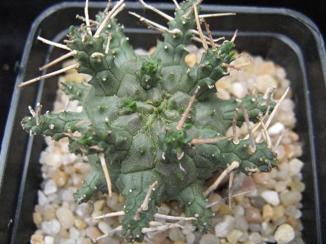 Euphorbia astrophora 