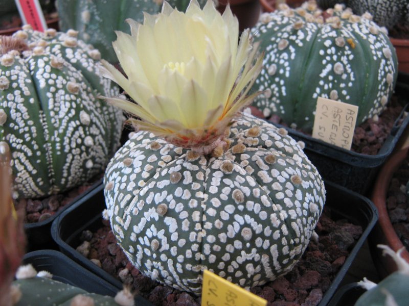 Astrophytum asterias cv. super kabuto 