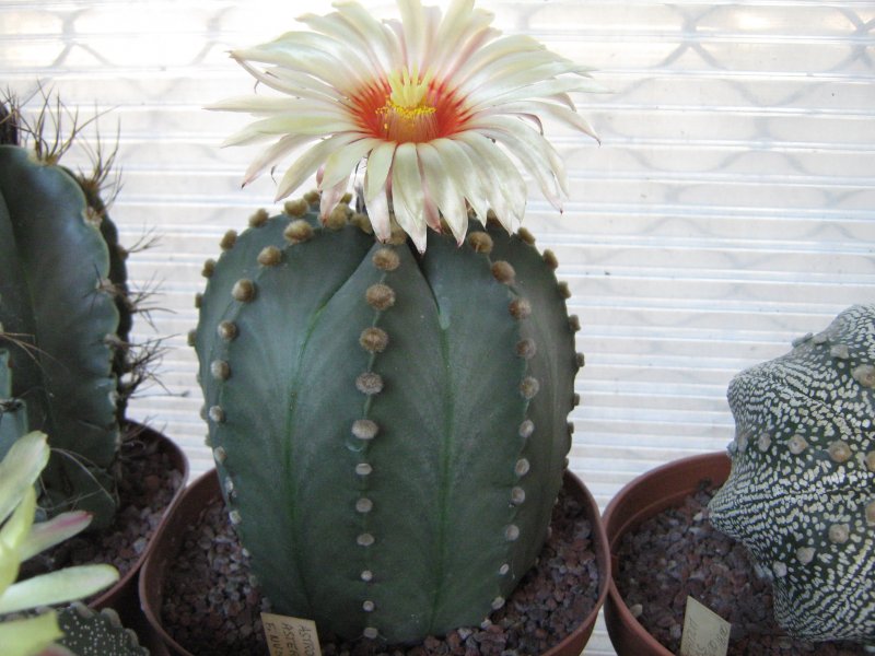 Astrophytum asterias v. nudum 