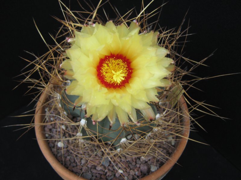 Astrophytum capricorne v. aureum 