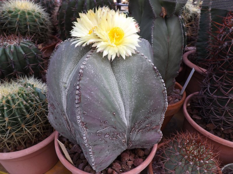 Astrophytum myriostigma 