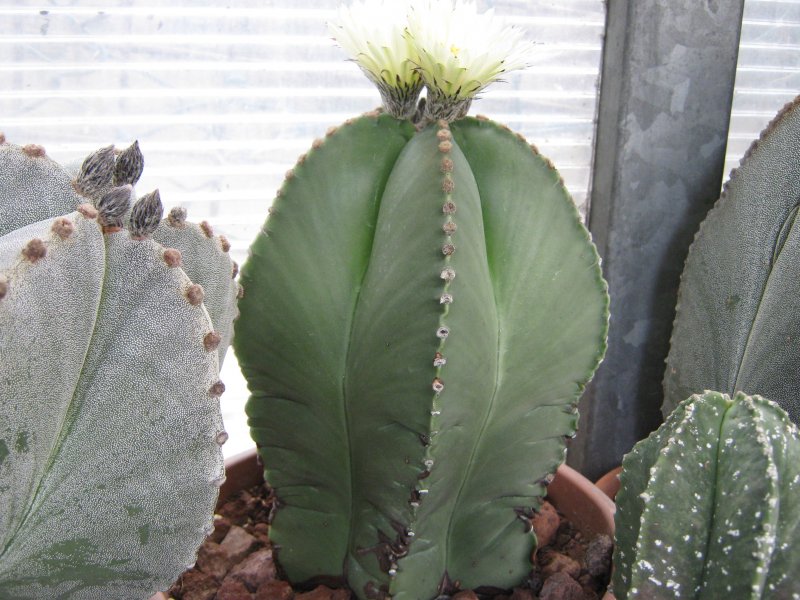 Astrophytum myriostigma v. nudum 