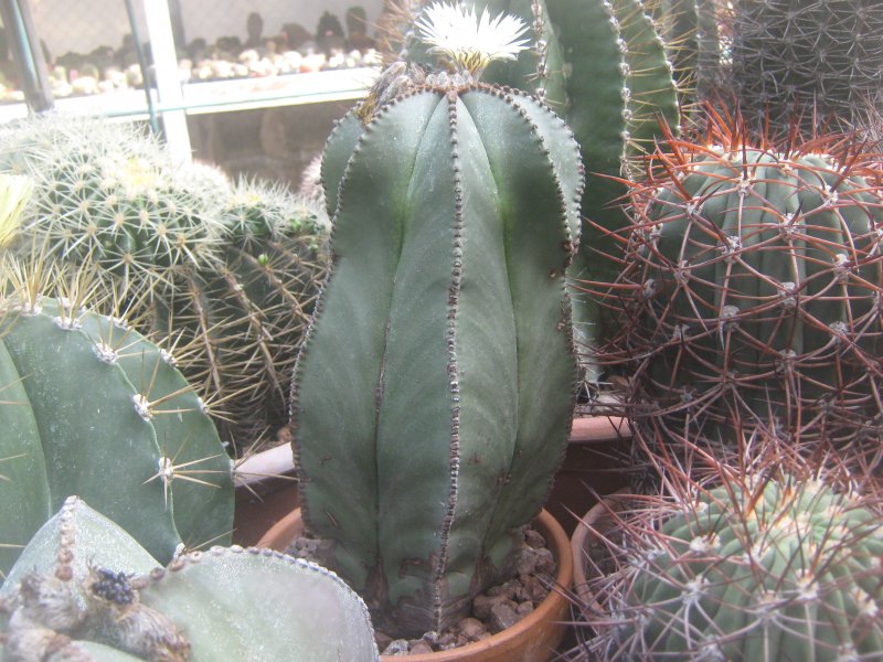 Astrophytum myriostigma v. columnare 