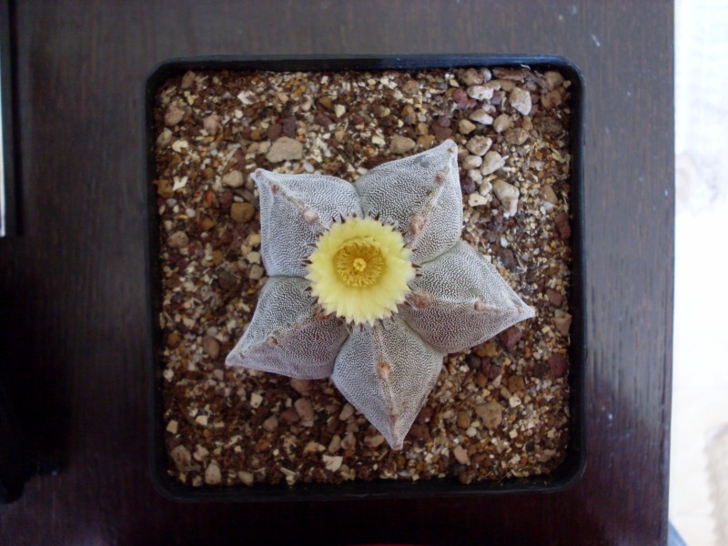 Astrophytum myriostigma 