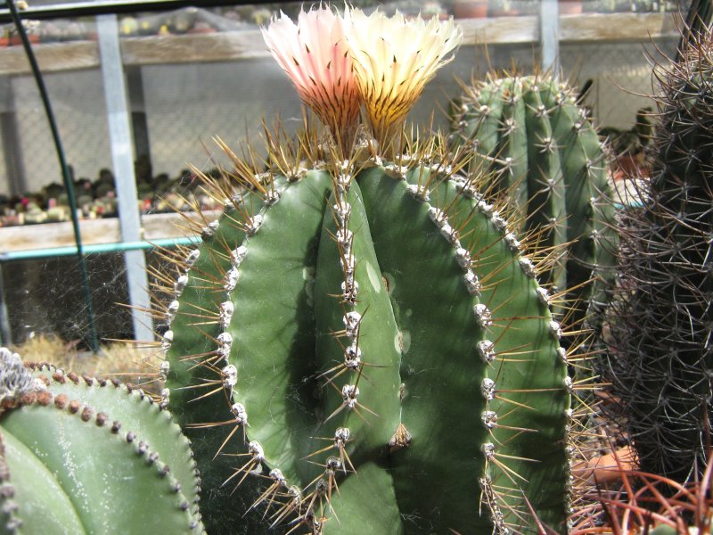 astrophytum ornatum v. nudum