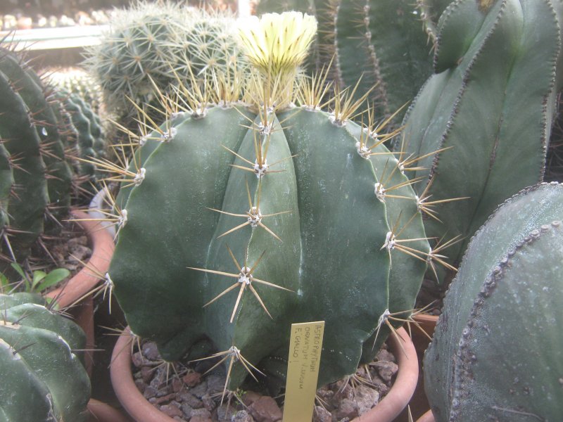 Astrophytum ornatum v. nudum 