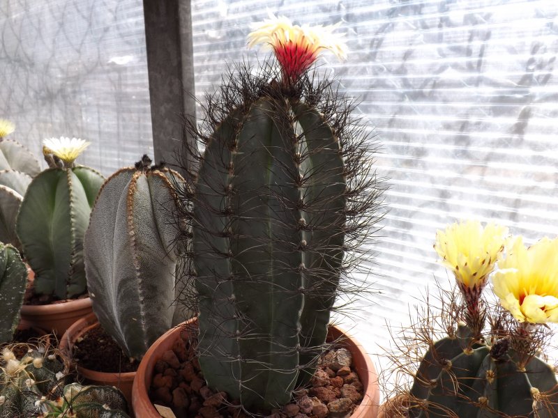 Astrophytum capricorne ssp. senile 