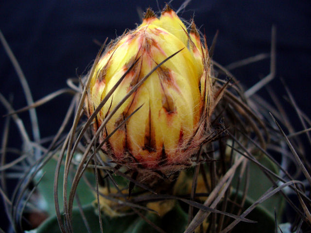 Astrophytum capricorne v. senile 