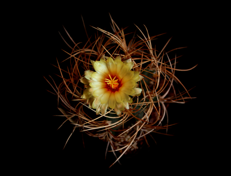 Astrophytum capricorne v. aureum 