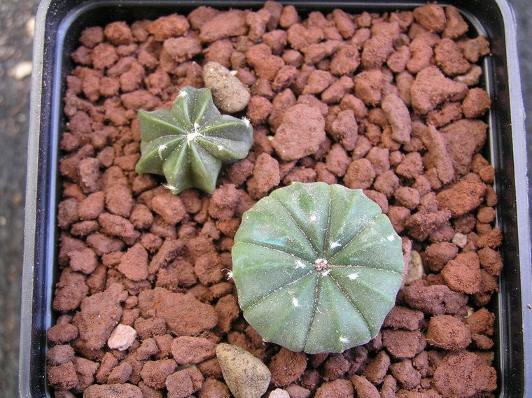 Astrophytum capricorne x asterias nudum 