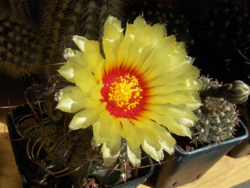 Astrophytum capricorne 