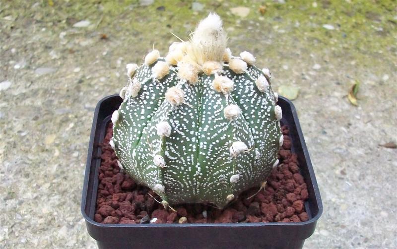 Astrophytum asterias x capricorne 