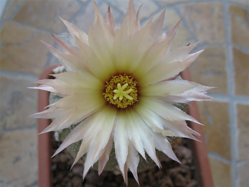 Astrophytum asterias x myriostigma 