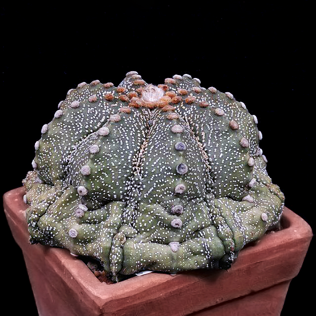 Astrophytum asterias 