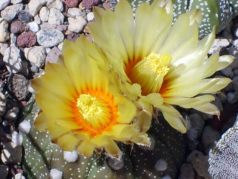 Astrophytum asterias 