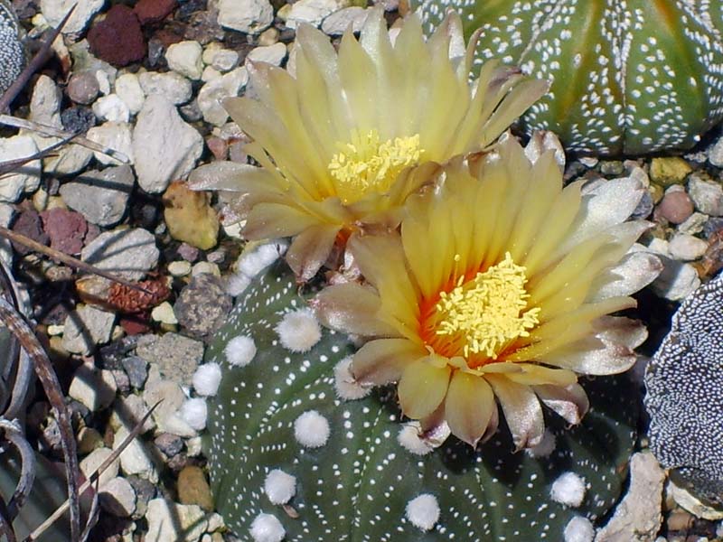 Astrophytum asterias 