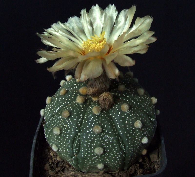 Astrophytum asterias 