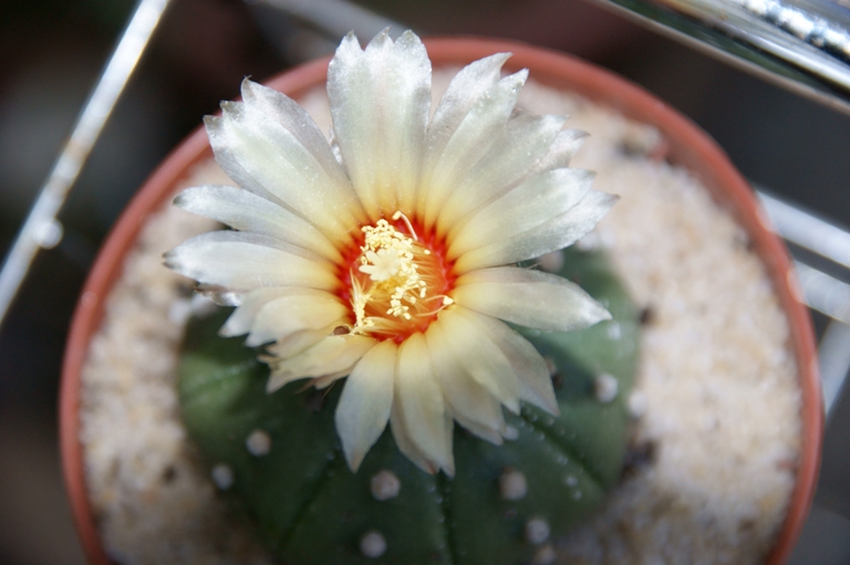 Astrophytum asterias 