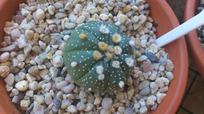 Astrophytum asterias 