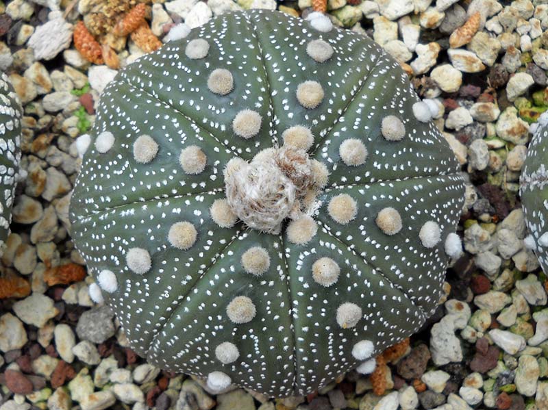 Astrophytum asterias 