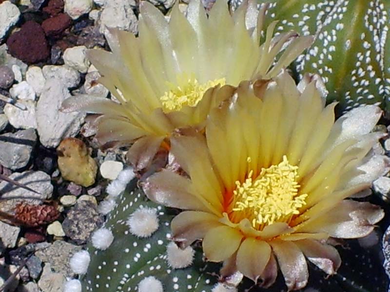 Astrophytum asterias 