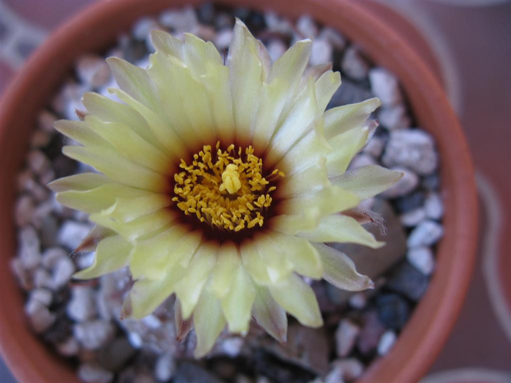 Astrophytum asterias 