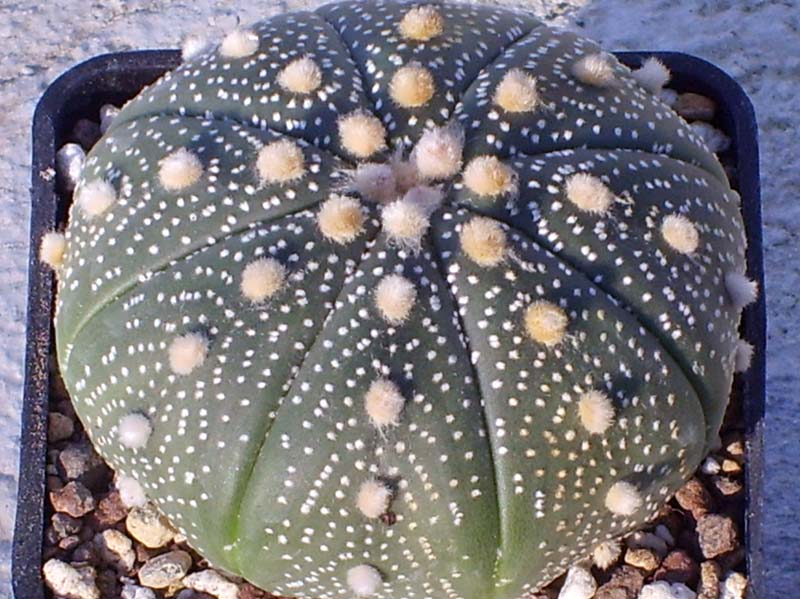 Astrophytum asterias 