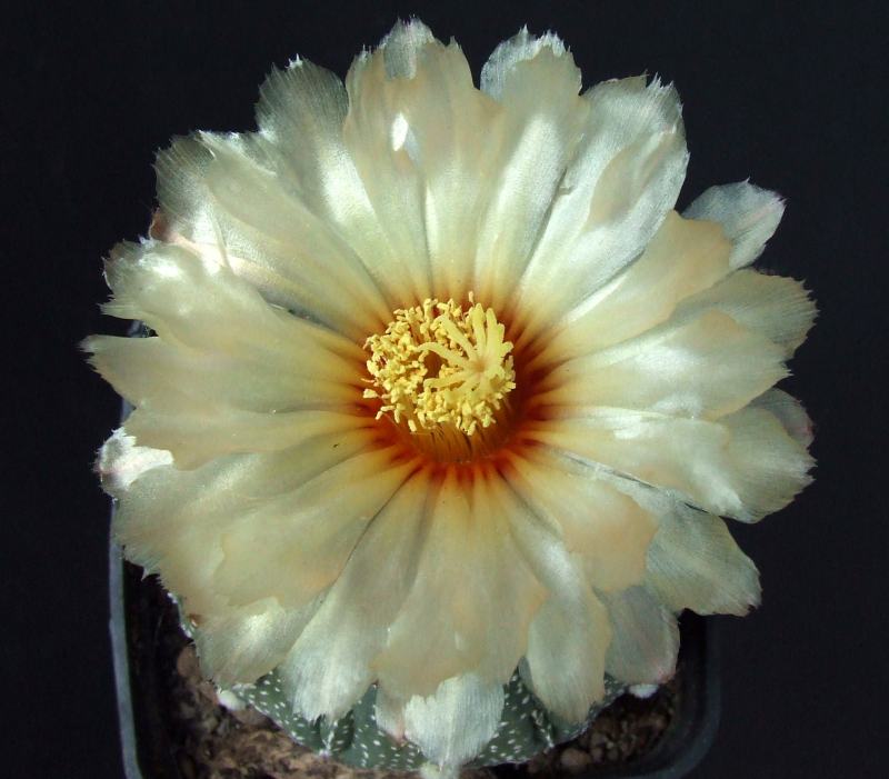 Astrophytum asterias 