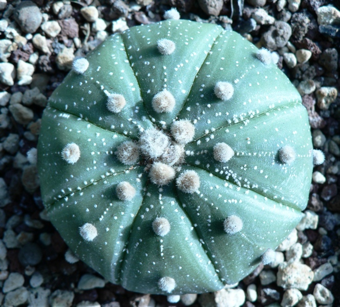 Astrophytum asterias 