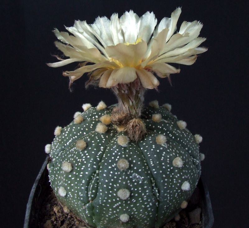 Astrophytum asterias 