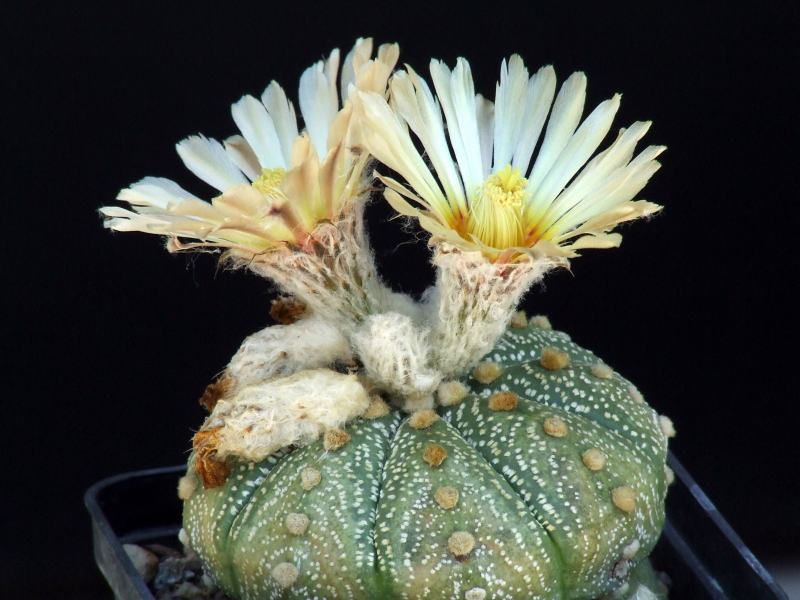 Astrophytum asterias 