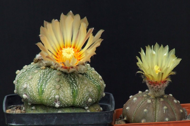 Astrophytum asterias 